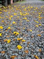 giallo fiori caduta su pietre nel il giardino foto