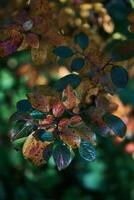 bellissimo autunno le foglie di diverso colori per sfondo foto