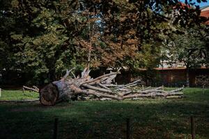 un' enorme abbattuto albero nel un autunno parco foto