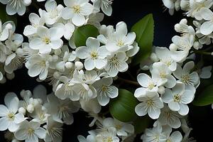 ai generato autunno e primavera bianca morbido colore fiori nel il giardino foto