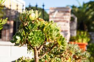 verde alberi su il sfondo edifici e muri nel Spagna foto