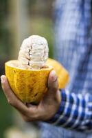 donna contadino Tenere fresco cacao frutta foto