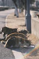 vagante gatto mangiare gatto cibo a tramonto foto