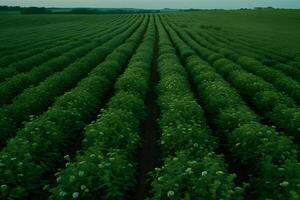 ai generato Stevia rebaudiana, dolce foglia zucchero sostituto isolato su campo sfondo. neurale Rete ai generato foto