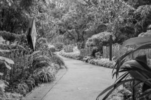 giardino nel Singapore foto