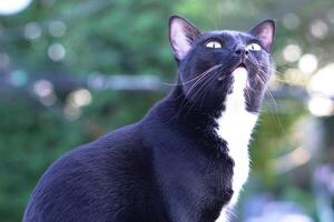 carino nero peloso gatto si siede dritto e fissando a qualcosa al di fuori il Casa, sfondo è alberi e bokeh. animale domestico, mammifero e giocoso concetto. foto