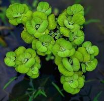 bellissimo fioritura fiore nel giardino foto