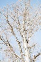 bellissimo spoglio albero sotto il luminosa mattina luce del sole foto