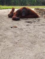 orangutan pongo pygmaeus vicino su foto