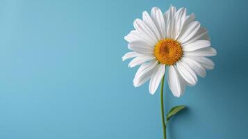 ai generato fresco estate fiore su blu sfondo con copia spazio foto