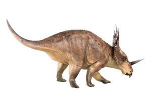 styracosaurus dinosauro su isolato sfondo foto