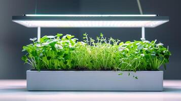 ai generato ben mantenuto interno giardino illuminato di un' specializzato crescere luce. vario verde impianti, microgreens prosperare sotto Questo artificiale illuminazione. minimo sfondo. foto