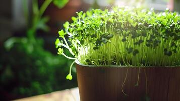 ai generato fiorente pentola di microgreens nel morbido luce del sole. moderno interno biologico giardinaggio concetto. minimo sfondo. foto