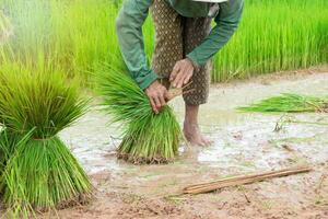 agricoltori siamo legatura il sradicato riso piantine per preparare per piantare. foto