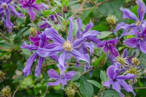 clematide lilla fiorito nel giardino, bellissimo fiori per giardino design foto