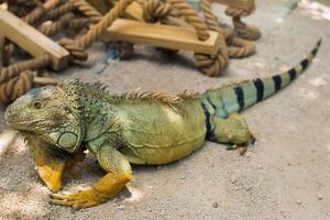 un iguana su un' prenotazione su il isola di Maurizio, a grande lucertola iguana nel un' parco su il isola di mauritius foto