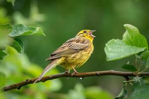 zigolo giallo cantando su ramo nel soleggiato estate natura foto