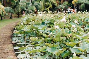 botanico giardino nel pamplemousse, mauritius.pond nel il botanico giardino di mauritius foto