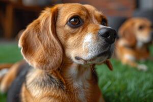 ai generato ritratto di un' beagle cane nel estate su un' verde prato foto