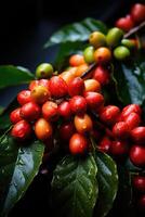 ai generato avvicinamento di caffè frutta a un' caffè azienda agricola su un' ramo, Colombia foto