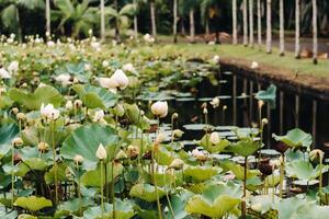 botanico giardino nel pamplemousse, mauritius.pond nel il botanico giardino di mauritius foto