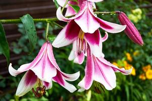 bellissimo gigli avvicinamento nel il giardino. vicino su bianca rosa lilly fioritura nel il giardino foto