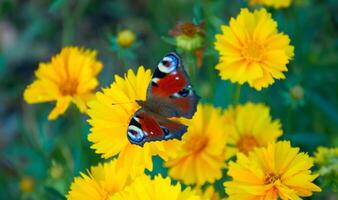 la farfalla, assunzione via a partire dal giallo fiore nel il giardino. farfalla nel il giardino, estate volta. foto