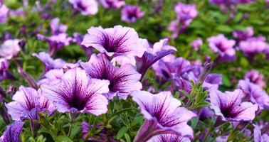 viola petunia fiori avvicinamento su un' soleggiato giorno. bellissimo fiori nel estate foto