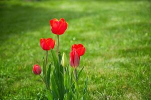 rosso tulipani su un' sfondo di verde erba nel il giardino foto