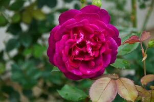 un' bellissimo rosa rosa con gocce di pioggia avvicinamento nel il giardino. soleggiato estate giorno dopo pioggia. foto