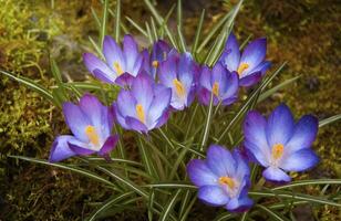viola croco fiori nel il giardino. presto primavera. foto