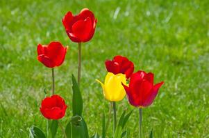 rosso e giallo tulipani su un' sfondo di verde erba nel il giardino foto