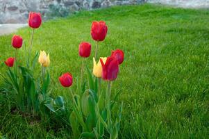 rosso e giallo tulipani su un' sfondo di verde erba nel il giardino foto