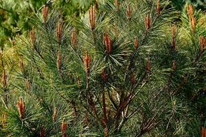 fioritura primavera giovane pino albero con delicato mini cuffie di coni foto