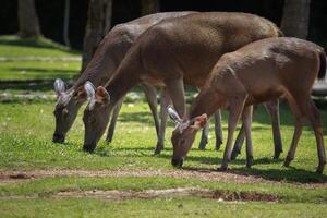 gruppo di selvaggio sambar cervo nel khao yai nazionale parco uno di maggior parte importante naturale santuario di asiatico foto