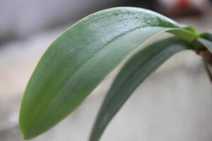 vicino su di verde orchidea le foglie con un' sfocato sfondo foto