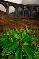 verde impianti con il Glenfinnan viadotto nel il sfondo, Glenfinnan, Scozia. foto