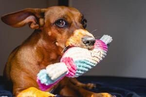 poco Marrone cane gode il sole con sua giocattolo. foto