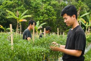 tre giovane asiatico agricoltori siamo raccolta peperoncini nel il giardino indossare nero magliette durante il giorno foto