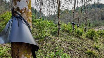 sostenibile gomma da cancellare raccogliere nel tropicale piantagione foto