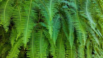 vivace verde felce le foglie natura sfondo foto