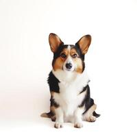 ai generato pembroke gallese corgi si siede su bianca, spazio per testo foto