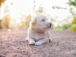 carino neonato cuccioli dire bugie su il terra nel il giardino. tailandese cucciolo foto