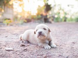 carino neonato cuccioli dire bugie su il terra nel il giardino. tailandese cucciolo foto