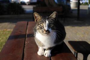 vagante e vagante gatto su il strada nel tel aviv. foto