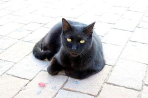 vagante e vagante gatto su il strada nel tel aviv. foto