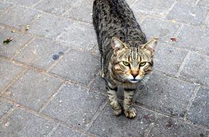 vagante e vagante gatto su il strada nel tel aviv. foto