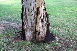 trama di legno e corteccia d'albero. foto