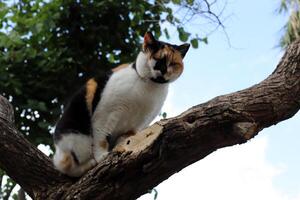 vagante e vagante gatto su il strada nel tel aviv. foto