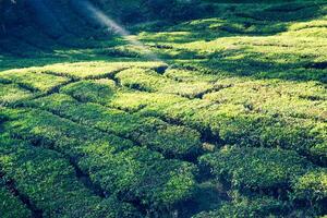 tè piantagioni nel Munnar, Kerala, India foto